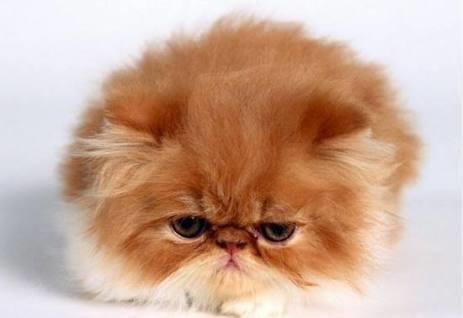 Kedi Bakımı Nasıl Yapılır?