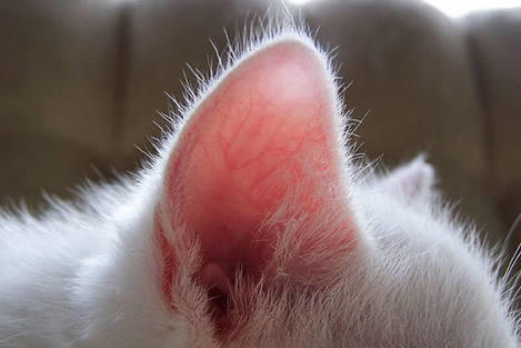 Kedi Bakımı Nasıl Yapılır?