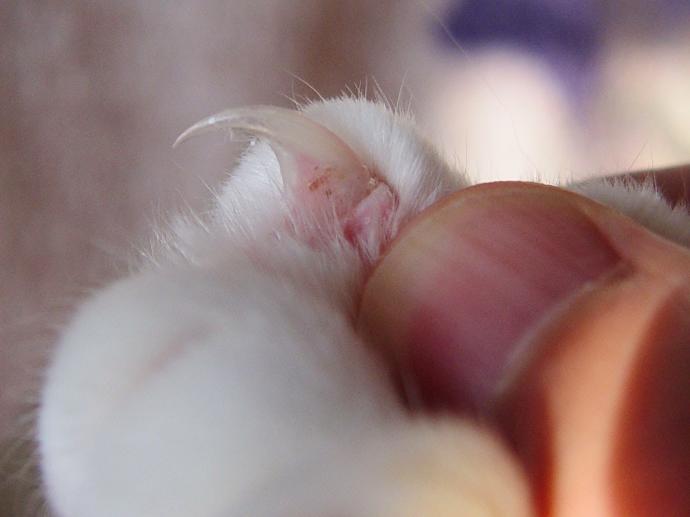 Kedi Bakımı Nasıl Yapılır?