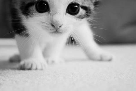 Kedi Bakımı Nasıl Yapılır?