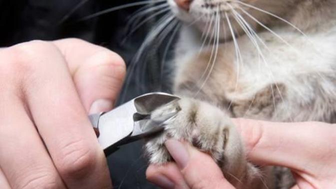 Kedi Bakımı Nasıl Yapılır?