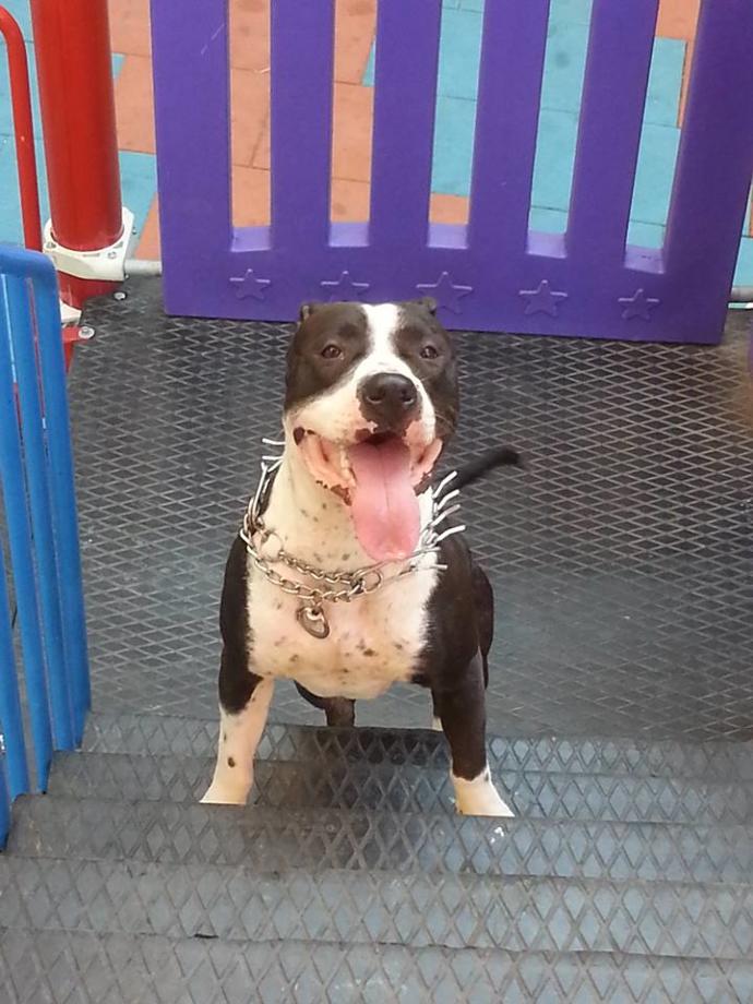 Pitbullar tehlikeli derler hayır efendim ona gerçekten evladınız gibi bakarsanız size köle olur.Oğlum MELO