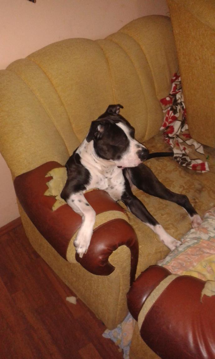 Pitbull'lara Gerçekten Evladınız Gibi Bakarsanız Size Can Dostu Olur! İşte Oğlum Melo!