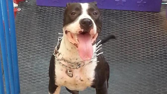 Pitbull'lara Gerçekten Evladınız Gibi Bakarsanız Size Can Dostu Olur! İşte Oğlum Melo!
