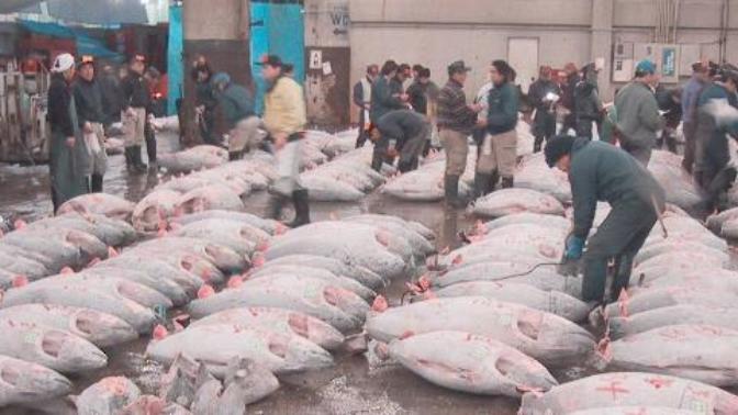Sağlıklı Olduğu Söylenilen "Ton (Orkinos) Balığı" Gerçekten Sağlıklı mı?
