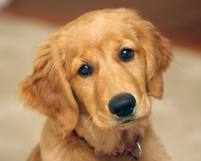 Köpek Sahibi Olanların Yaşadığı 10 Durum