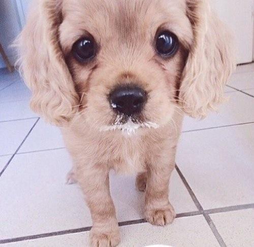 Köpek Sahibi Olanların Yaşadığı 10 Durum