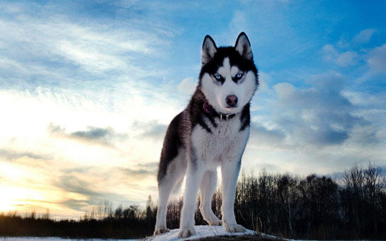 Köpek Sahibi Olanların Yaşadığı 10 Durum