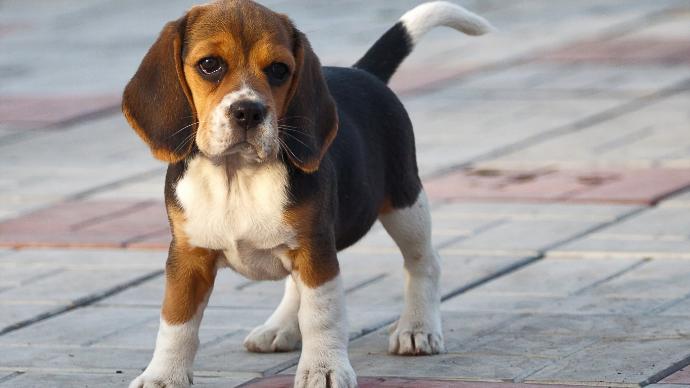 Köpek Sahibi Olanların Yaşadığı 10 Durum