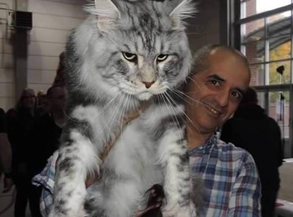 Sağlıklı ve Sağlıksız Kedileri Anlamak İçin Herkesin Uygulayabileceği Evde Muayene Yöntemleri