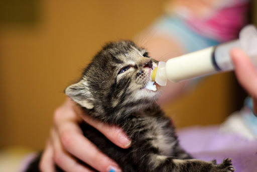 Bebek Kedi Sahiplendiğimizde İyilik Yapacağım Derken Yaptığımız Yanlışlar