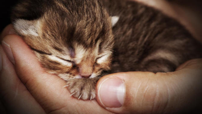 Bebek Kedi Sahiplendiğimizde "İyilik Yapacağım" Derken Yaptığımız Yanlışlar