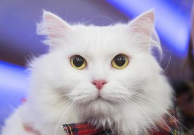 Evde Bakması En Kolay Olan ve En Çok Tercih Edilen 10 Kedi Irkı