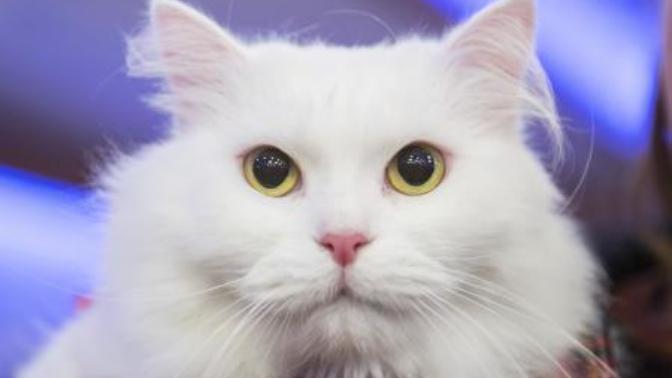 Evde Bakması En Kolay Olan ve En Çok Tercih Edilen 10 Kedi Irkı