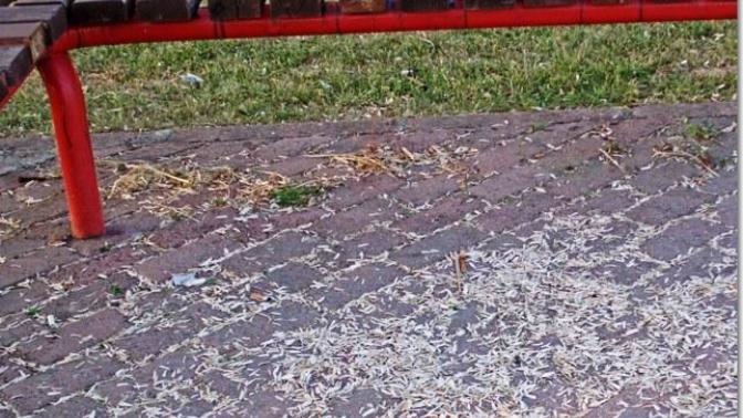 Çevrenin Baş Belası "Çekirdek"