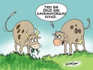 Öküz Burcu Erkekleri Tanıyalım