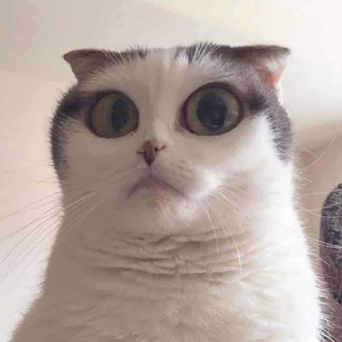 Snapchat Çılgınlığını Ponçik Hayvanları Üzerinde Deneyen Hayvan Sahipleri!