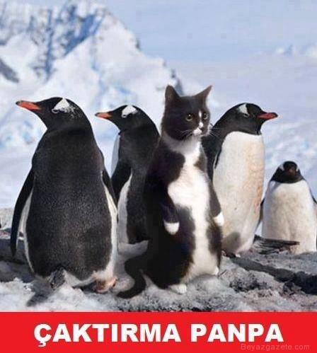 En Komik Capsler İle Gülmeye Hazır Mısınız?