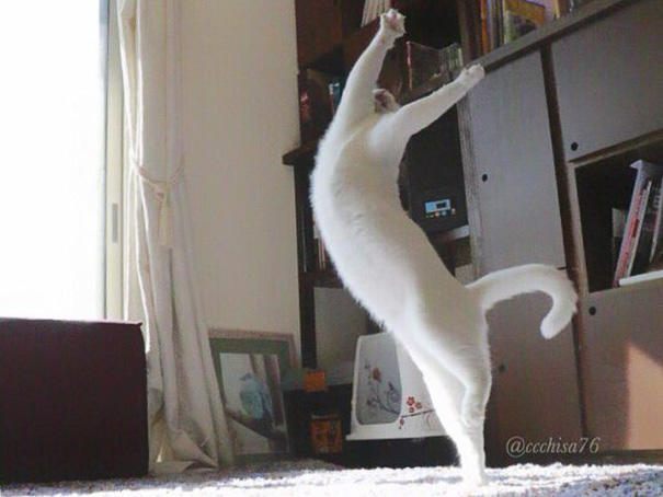 Siz Hiç Bale Yapan Kedi Gördünüz mü?