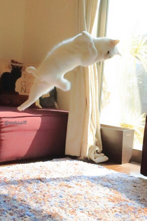 Siz Hiç Bale Yapan Kedi Gördünüz mü?