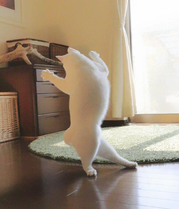 Siz Hiç Bale Yapan Kedi Gördünüz mü?
