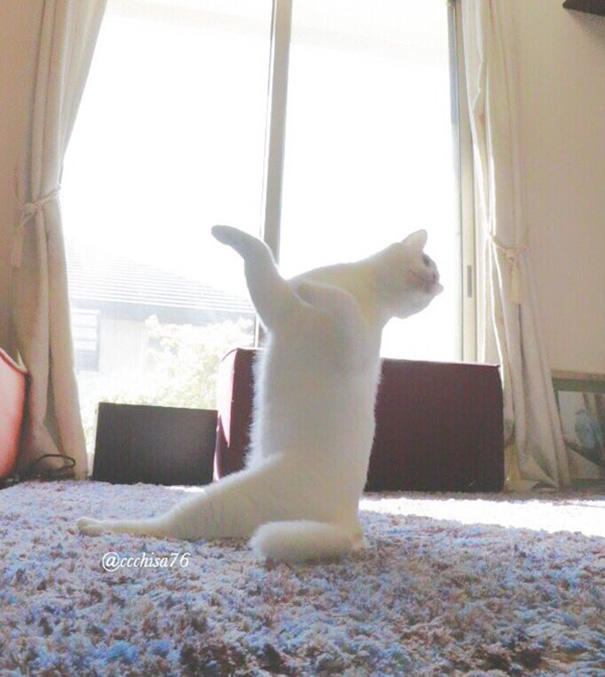 Siz Hiç Bale Yapan Kedi Gördünüz mü?