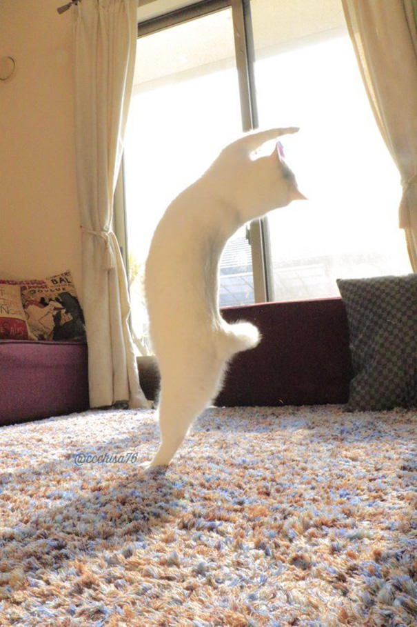 Siz Hiç Bale Yapan Kedi Gördünüz mü?