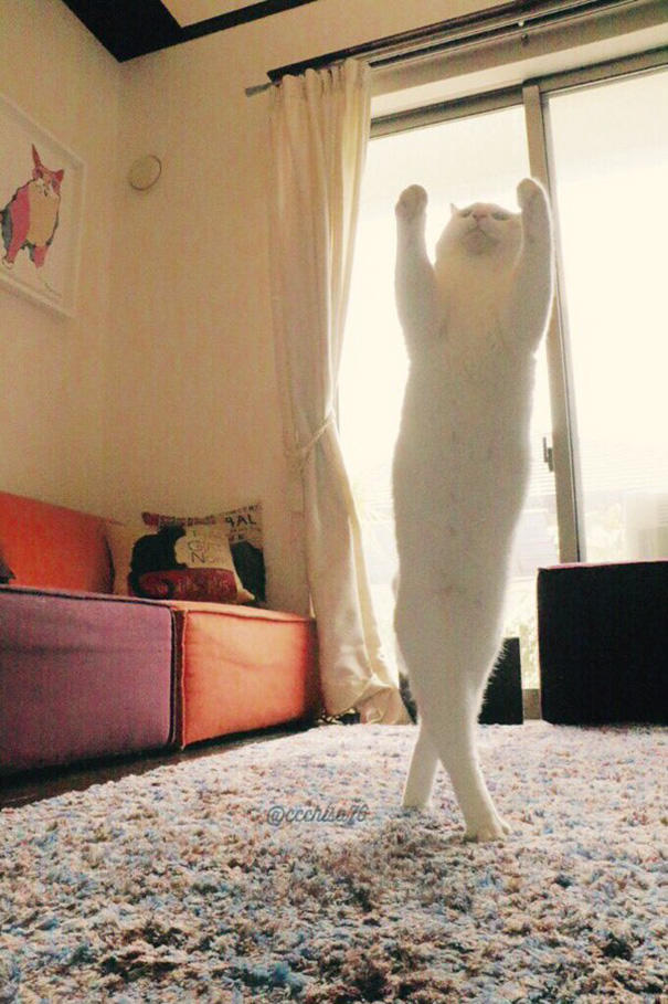 Siz Hiç Bale Yapan Kedi Gördünüz mü?