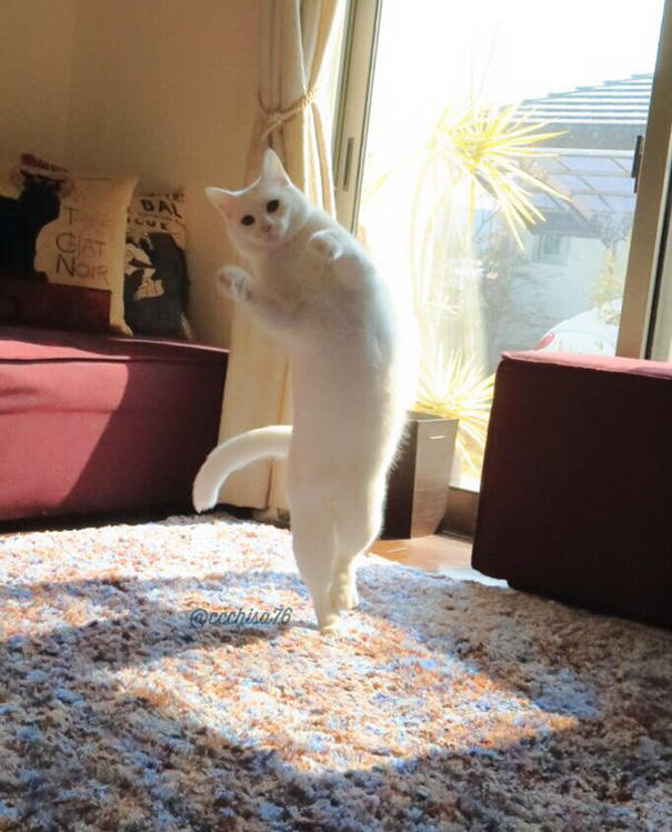 Siz Hiç Bale Yapan Kedi Gördünüz mü?