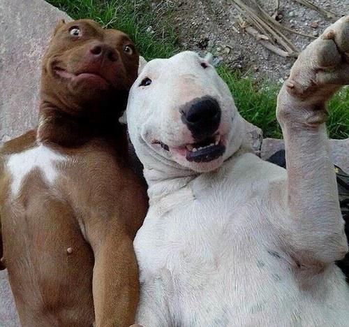 Canlılar Dünyasından Selfie Tarzı Görüntüler