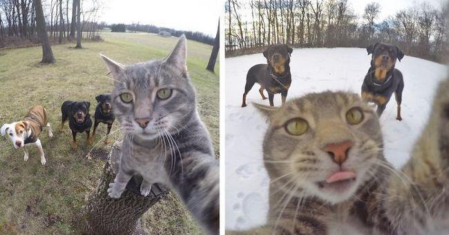 Canlılar Dünyasından Selfie Tarzı Görüntüler