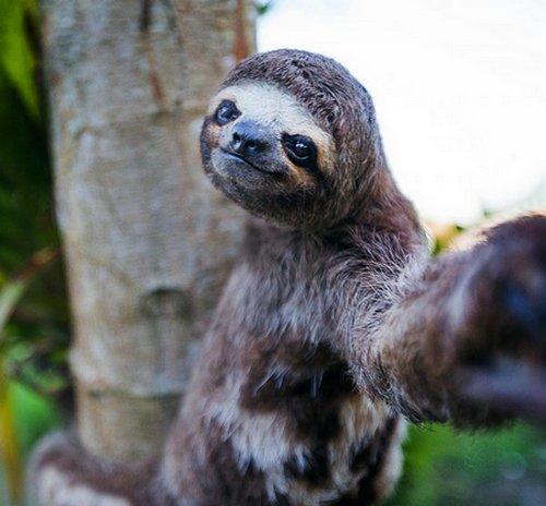 Canlılar Dünyasından Selfie Tarzı Görüntüler