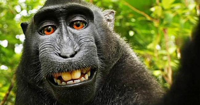 Canlılar Dünyasından Selfie Tarzı Görüntüler