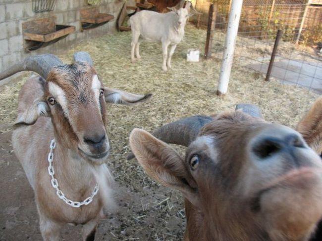 Canlılar Dünyasından Selfie Tarzı Görüntüler