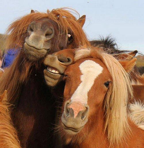Canlılar Dünyasından Selfie Tarzı Görüntüler