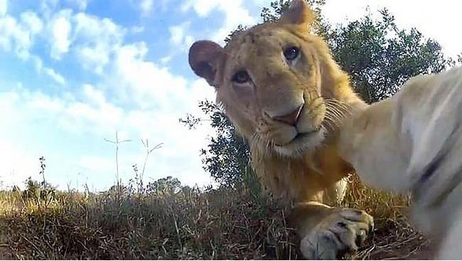 Canlılar Dünyasından Selfie Tarzı Görüntüler