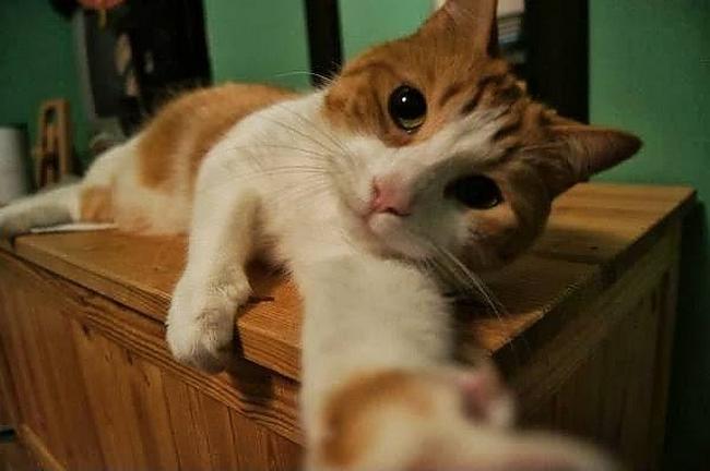 Canlılar Dünyasından Selfie Tarzı Görüntüler