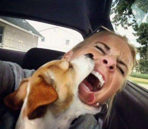 Köpeklerden korktuğumuzu gösteren nedenler...