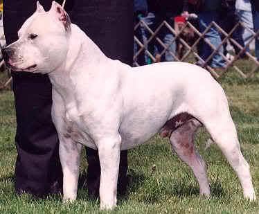 Köpeklerden Korktuğumuzu Gösteren Nedenler