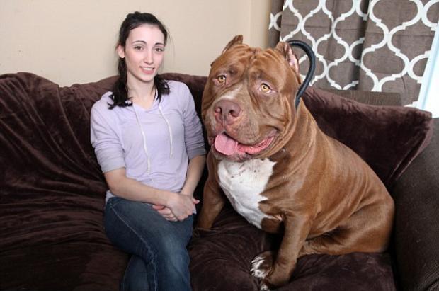 Köpeklerden Korktuğumuzu Gösteren Nedenler
