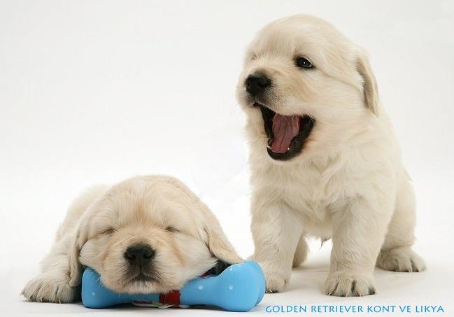 Köpeklerden Korktuğumuzu Gösteren Nedenler