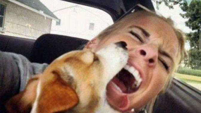 Köpeklerden Korktuğumuzu Gösteren Nedenler 