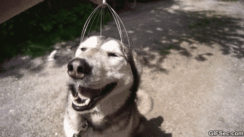 Yalnızca Köpek Sahiplerinin Yaşadığı Durumlar