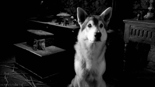 Yalnızca Köpek Sahiplerinin Yaşadığı Durumlar