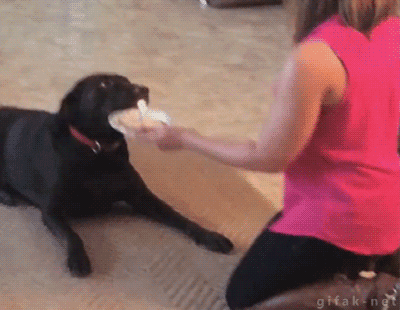 Yalnızca Köpek Sahiplerinin Yaşadığı Durumlar