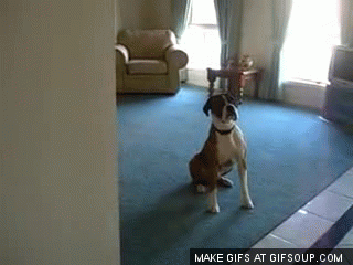 Yalnızca Köpek Sahiplerinin Yaşadığı Durumlar