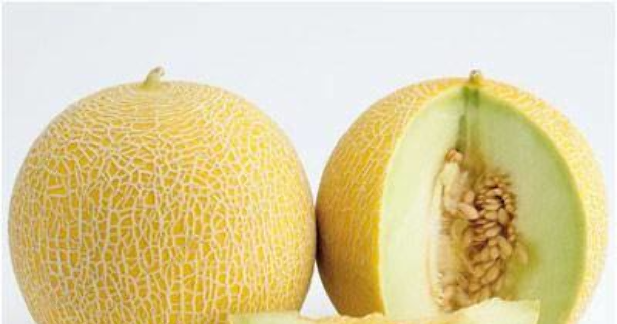 Туркменистан,дыни, бахчи. Дыня гарнир к мясу. К чему снится дыня для женщины. К чему снится дыня для женщины. Оранжевая дыня.