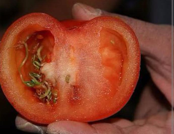 Tarımsal Üretimde Hormon ve İlaç Kullanımının Zararları Nelerdir?