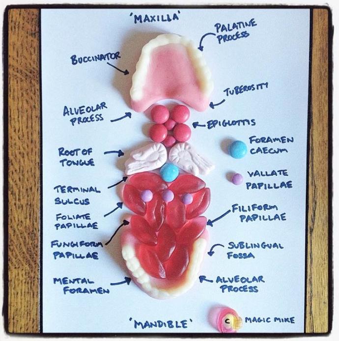 Şekerle İnsan Anatomisi Birleşince Ortaya Çıkan Güzel Görüntüler 