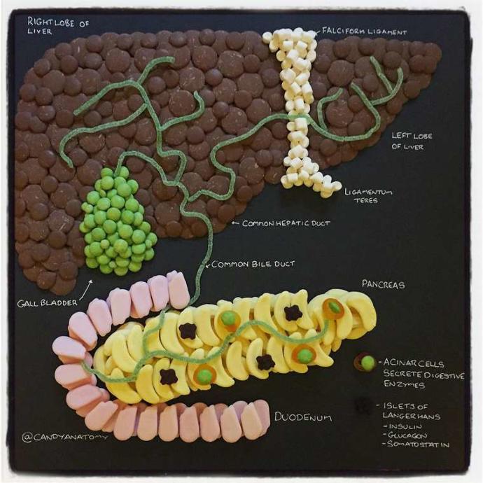 Şekerle İnsan Anatomisi Birleşince Ortaya Çıkan Güzel Görüntüler 